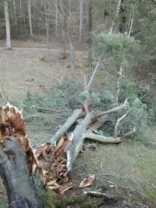old tree down